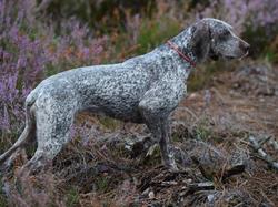 Champions et trialers