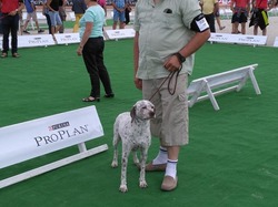 Nationale d'Elevage 2017