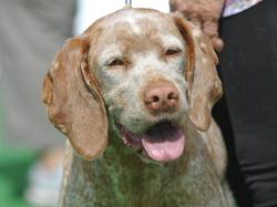 Nationale d'Elevage 2017