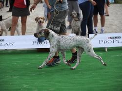 Nationale d'Elevage 2017