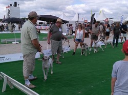 Nationale d'Elevage 2017