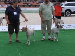 Nationale d'Elevage 2017