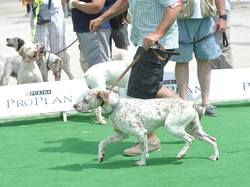 Nationale d'Elevage 2017