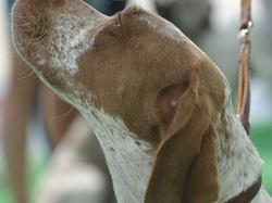 Nationale d'Elevage 2017