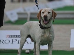 Nationale d'Elevage 2017