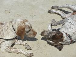 Nationale d'Elevage 2017