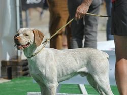 Nationale d'Elevage 2017