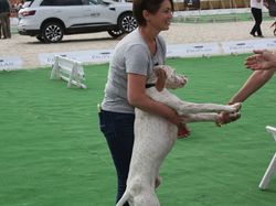 Nationale d'Elevage 2017