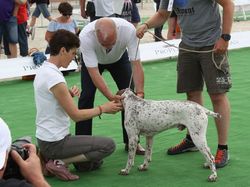 Nationale d'Elevage 2017