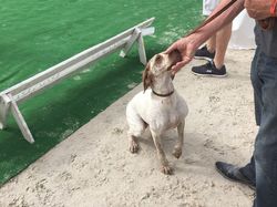 Nationale d'Elevage 2017