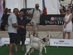 Nationale d'Elevage 2017