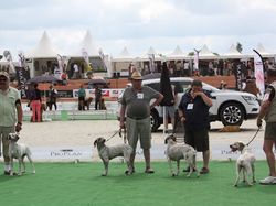 Nationale d'Elevage 2017